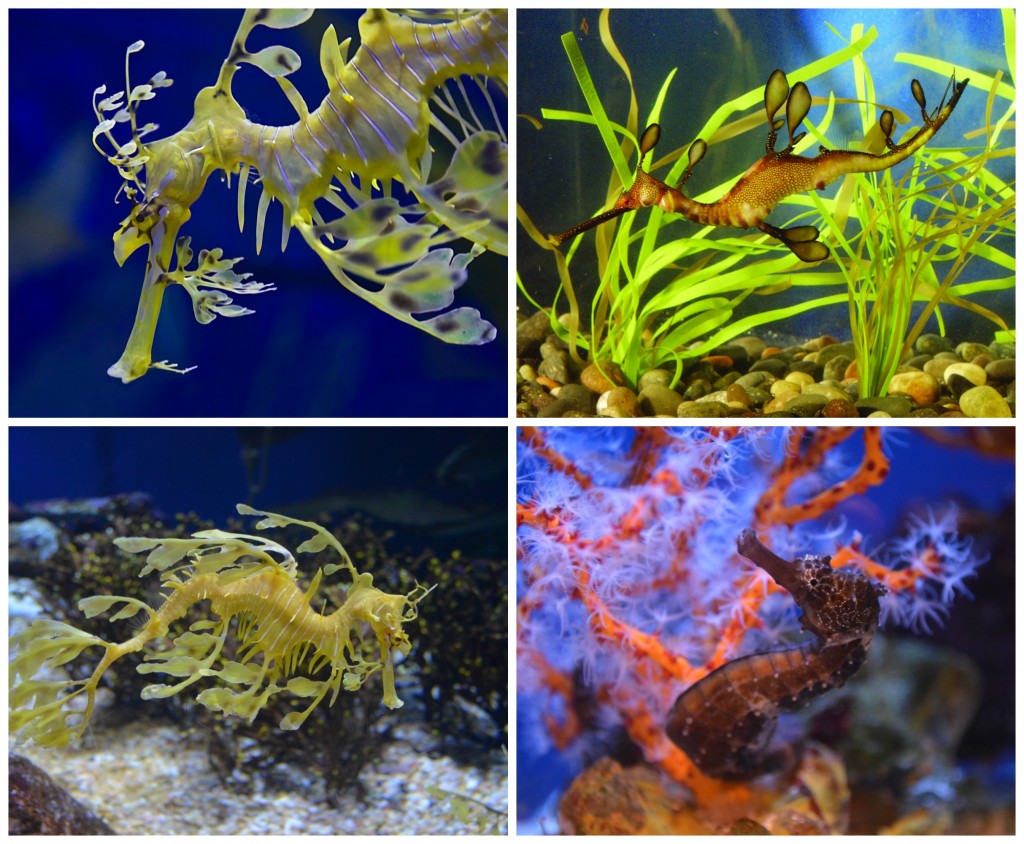 Caballos y dragones en el Acuario del Pacifico