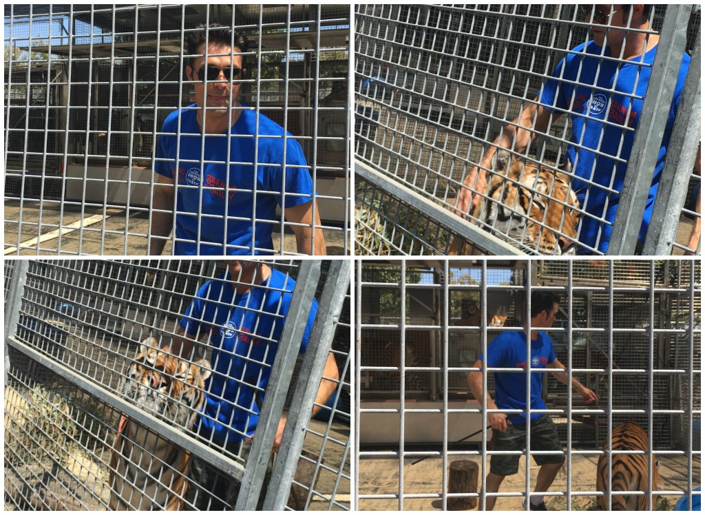 Lion Grooming with Big Cat Presenter Alexander Lacey 