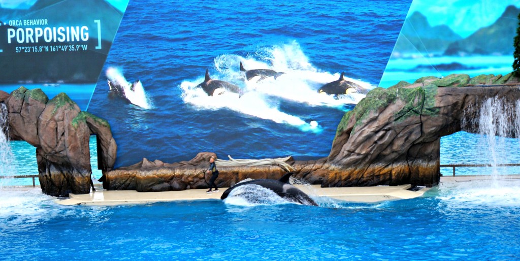 show-orca-encounter-en-sea-world-san-diego
