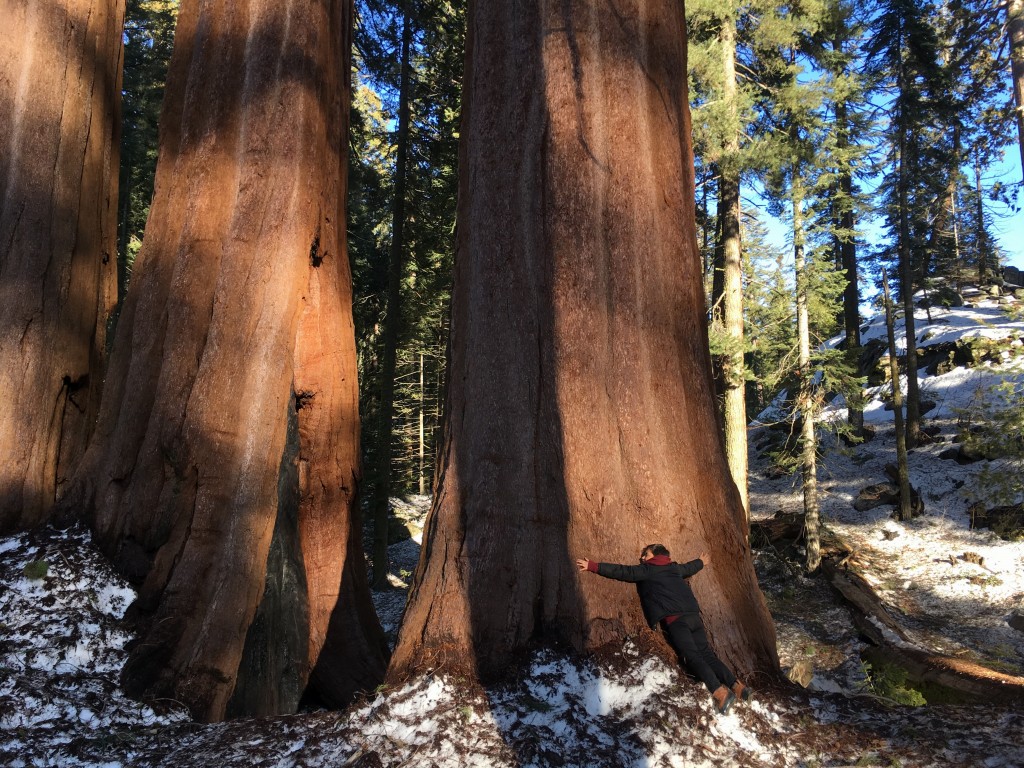 Sequoia and Kings Canyon National Parks